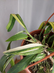 Anthurium Vittarifolium Aurea Variegata groß