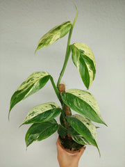Scindapsus noID Variegata