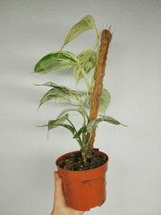 Scindapsus noID Variegata