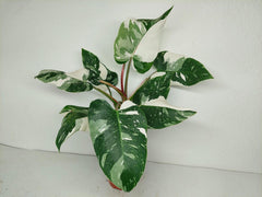 Philodendron White Princess 1A