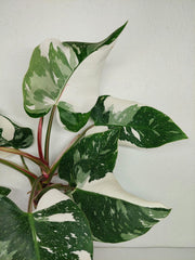 Philodendron White Princess 1A