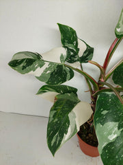 Philodendron White Princess 1A
