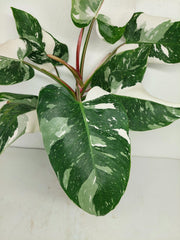 Philodendron White Princess 1A