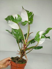 Philodendron White Princess 1A