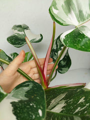 Philodendron White Princess 1A