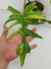 Philodendron Tortum x Florida Beauty Variegata