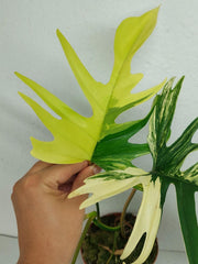 Philodendron Tortum x Florida Beauty Variegata