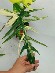 Philodendron Tortum x Florida Beauty Variegata