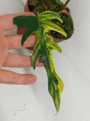Philodendron Tortum x Florida Beauty Variegata