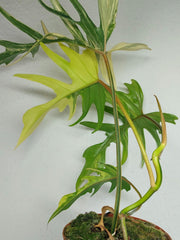 Philodendron Tortum x Florida Beauty Variegata