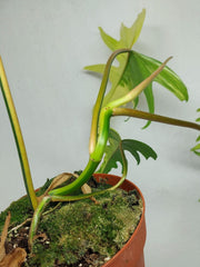 Philodendron Tortum x Florida Beauty Variegata
