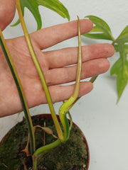 Philodendron Tortum x Florida Beauty Variegata