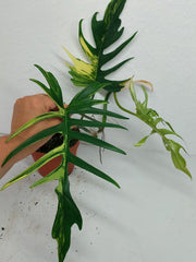 Philodendron Tortum x Florida Beauty Variegata