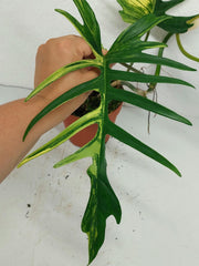 Philodendron Tortum x Florida Beauty Variegata