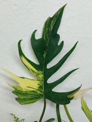 Philodendron Tortum x Florida Beauty Variegata