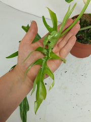 Philodendron Tortum x Florida Beauty Variegata