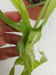 Philodendron Tortum x Florida Beauty Variegata