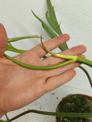 Philodendron Tortum x Florida Beauty Variegata