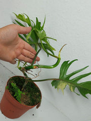 Philodendron Tortum x Florida Beauty Variegata