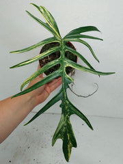 Philodendron Tortum x Florida Beauty Variegata