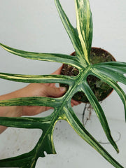 Philodendron Tortum x Florida Beauty Variegata