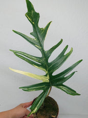 Philodendron Tortum x Florida Beauty Variegata