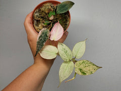Philodendron Micans Pink Marble Variegata