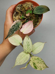 Philodendron Micans Pink Marble Variegata