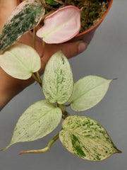 Philodendron Micans Pink Marble Variegata