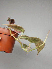 Philodendron Micans Pink Marble Variegata