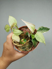 Philodendron Micans Pink Marble Variegata