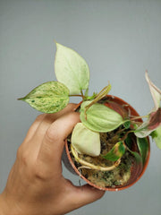 Philodendron Micans Pink Marble Variegata