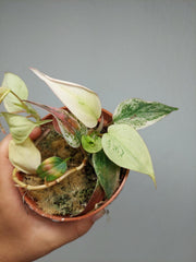 Philodendron Micans Pink Marble Variegata