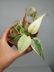 Philodendron Micans Pink Marble Variegata