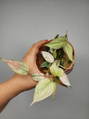 Philodendron Micans Pink Marble Variegata