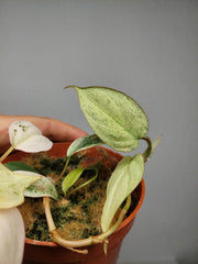 Philodendron Micans Pink Marble Variegata