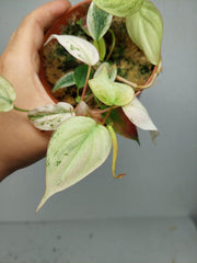 Philodendron Micans Pink Marble Variegata
