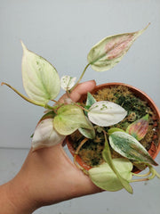 Philodendron Micans Pink Marble Variegata
