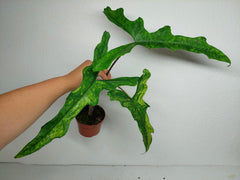 Alocasia Sabrina Aurea