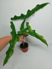 Alocasia Sabrina Aurea