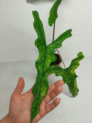 Alocasia Sabrina Aurea
