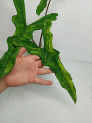 Alocasia Sabrina Aurea