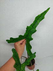 Alocasia Sabrina Aurea