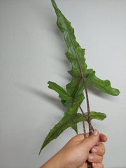 Alocasia Sabrina Aurea