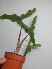 Alocasia Sabrina Aurea