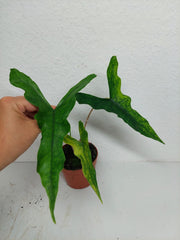 Alocasia Sabrina Aurea