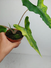 Alocasia Sabrina Aurea