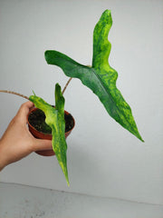 Alocasia Sabrina Aurea