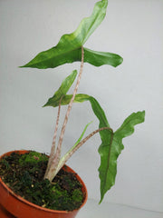 Alocasia Sabrina Aurea