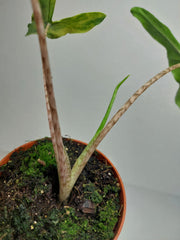 Alocasia Sabrina Aurea